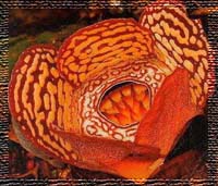 Rafflesia. Photo: W.M.Poon