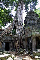 Still overwhelmed by huge banyan trees, Ta Promh was  used as a setting for the recent action-thriller, "Tomb Raider.
