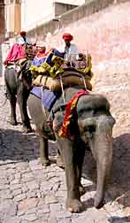 Elephants in Jaipur